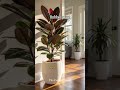 Plants I Use As A Luxury Interior Designer🌱#shorts #interiors #design #home #architecture #diy