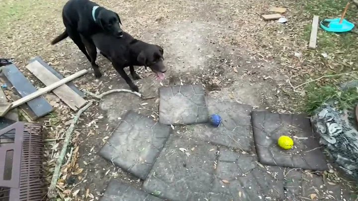 Playing with the mates