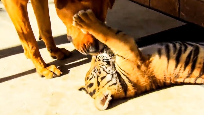 Abandoned tiger and lion cubs frolic with puppies at Beijing zoo - BBC News