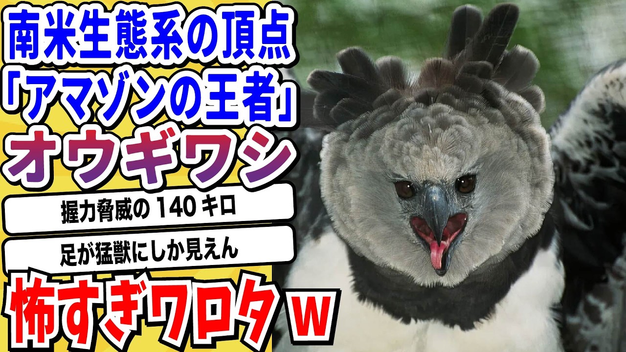 【2ch動物スレ】自然界きってのイケメン「猛禽類」強さも格好良さも兼ね備えた最強チーター集団だった→流石のカッコよさにネット民たちもメロメロwwwww【なんj/にちゃん 面白いスレ】