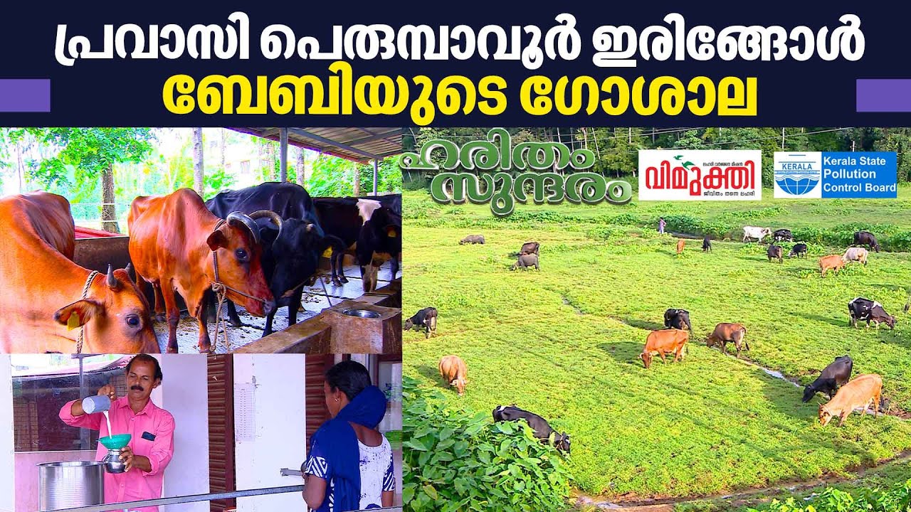Watch the beauty of NRI Iringole Baby's dairy farm at Perumbavoor | Haritham Sundaram EP 388