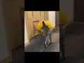 宅配便を取りに行ったら猫が大変な事に… #cat #cute
