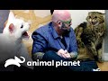 4 gatos que atacaram o Jackson | Meu Gato Endiabrado | Animal Planet Brasil