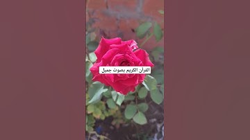القرآن الكريم بصوت جميل #explore #قرآن #اكسبلور #تيك_توك #اكسبلورر #لايك #اكسبلورفولو #راحة_نفسية