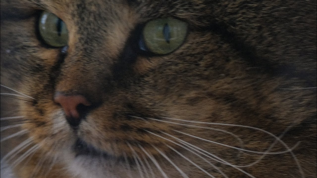 Дела и заботы лесного кота Барсика