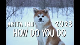 Akita inu | How Do You Do | 2023
