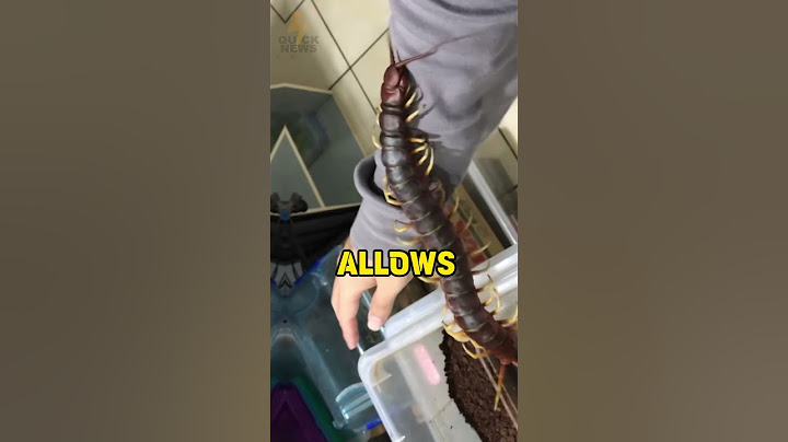 Venomous Giant Centepede as a Favourite Pet