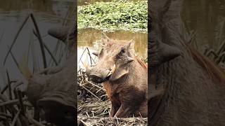 Siapa yang mau berburu babi hutan dengan busur dan anak panah? #berburu