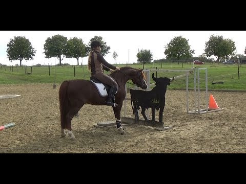 Das erste Mal Working Equitation - Kurs mit Solido