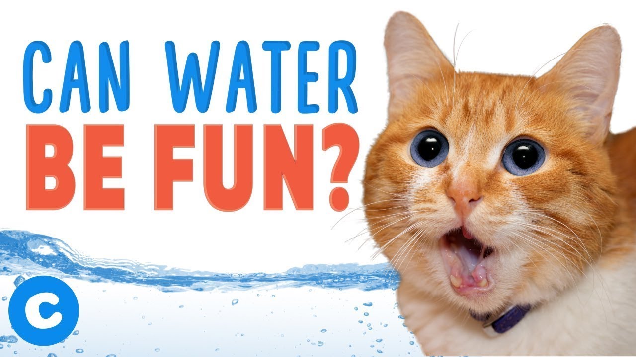 Why Do Cats Hate Water? | Chewy - Youtube
