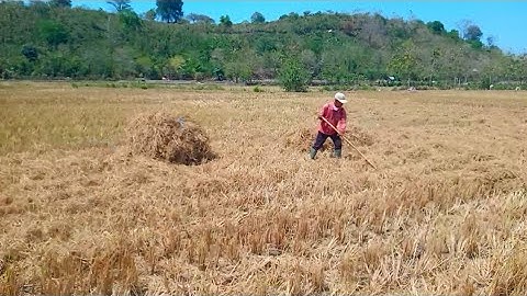 Beginilah !! Aktivitas Lansia Setelah Selesai Panen Di Sawah