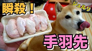 柴犬小春　待てない【瞬殺唖然】骨ごと手羽先丸飲みでいただく　圧力鍋シリーズ