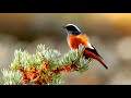 Common Redstart Song.(Phoenicurus phoenicurus).