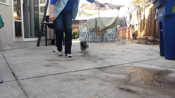 Hot Pink's first time on a lead.  12/18/2013