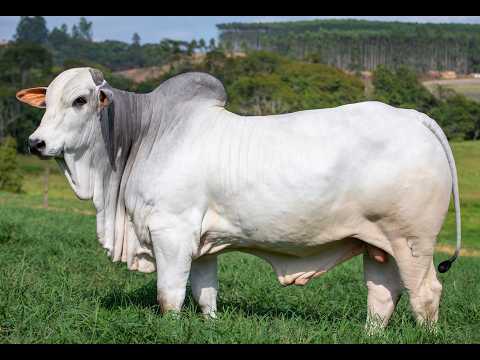 LOTE 34 VEAI 1152