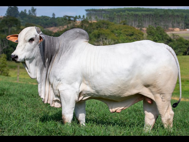 LOTE 34 VEAI 1152