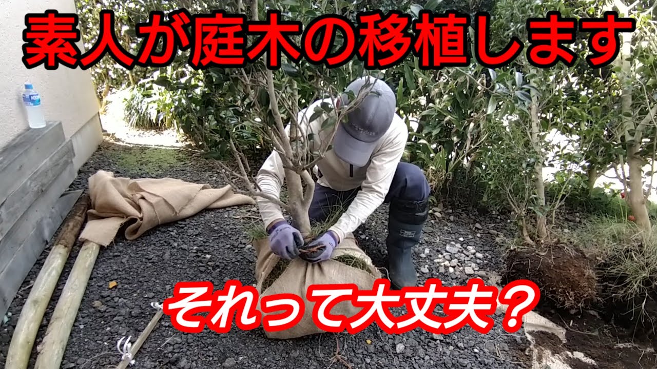 【庭木の移植】素人が最適な移植時期とやり方でやって見た結果