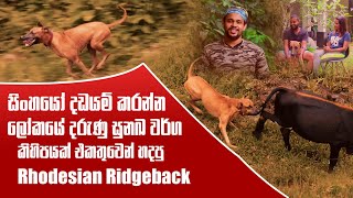 සිංහයෝ දඩයම් කරන්න ලෝකයේ දරුණු සුනඛ වර්ග කිහිපයක් එකතුවෙන් හදපු Rhodesian Ridgeback | Pet Talk