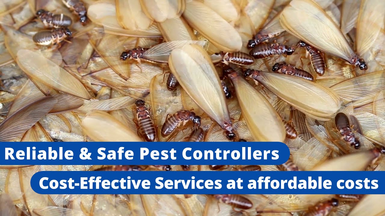 Professional Pest Control Services in Canberra | Fast Pest Control | Call at 0488 849 399
