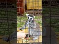 #лемур #мадагаскар #zoo #animals #june