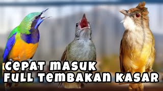 MASTERAN AUDIO JERNIH || CUCAK CUNGKOK || KAPAS TEMBAK || CUCAK JENGGOT ✔