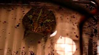 Graboune My Giant African Bullfrog Ma Pyxicephalus Adspersus Missing An Earthworm With Forceps