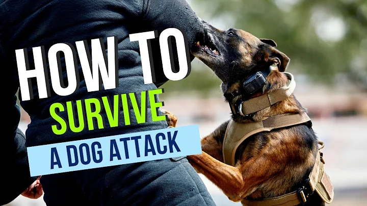 How to Survive a Dog Attack!