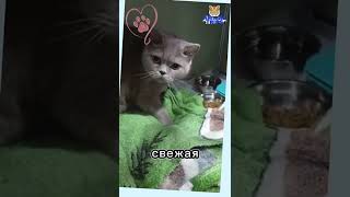Переезд кота Марса из Москвы в Италию — забота и доверие Animal Trips #animaltrips #кот