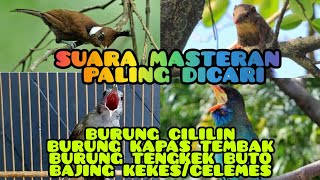 masteran cililin kapas tembak tengkek buto dan bajing kekes suara jernih