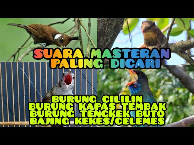 masteran cililin kapas tembak tengkek buto dan bajing kekes suara jernih class=