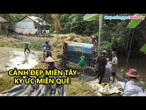 cảnh đẹp miền tây, mùa cắt lúa ở quê | Cuộc Sống Quê Miền Tây