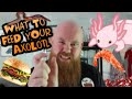 WHAT TO FEED YOUR AXOLOTL