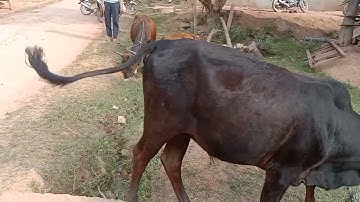 Tổng hợp cây gỗ quý