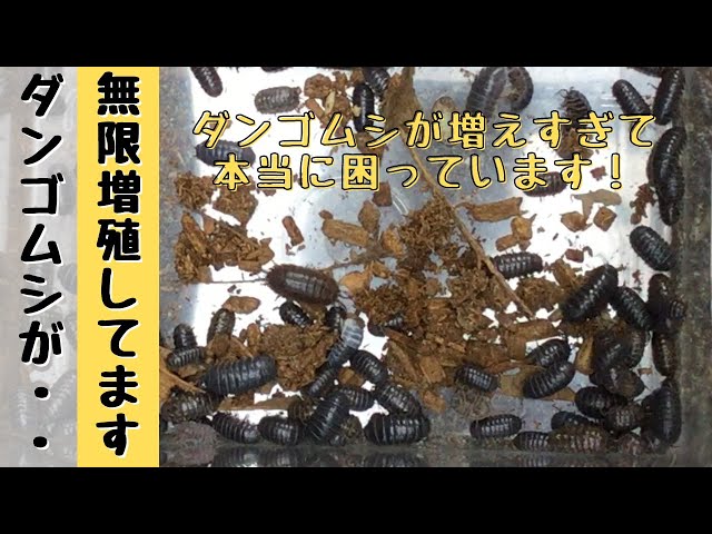 どこまで増えるんや！飼育している50匹のダンゴムシが無限増殖してます