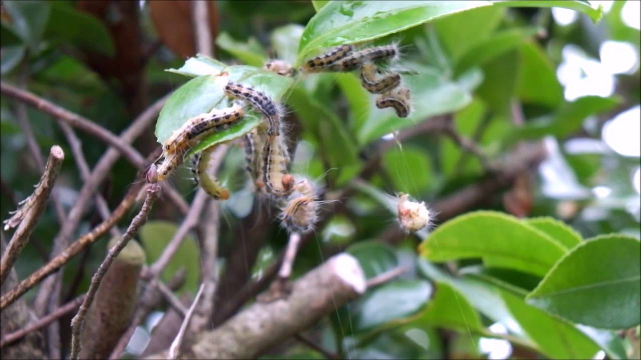 チャドクガの駆除 Youtube チャドクガの駆除 Youtube