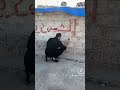 حط البريق حط البريق احمد القسيم حوران درعا سوريا سورية الشعب الصيني ماله حل مجوز حوراني