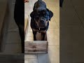 shaping box. starting to use to shape the behaviour better