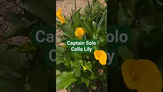 Captain Solo Calla Lilly in Bloom GA/Zone 8a #gardening #youtubeshorts #plants #callalily #flowers