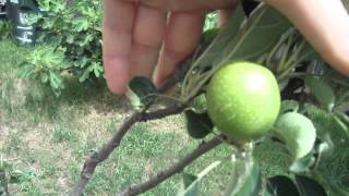 Granny Smith Apple Tree Update Backyard Orchard Spraying Granny Smith Apple Tree
