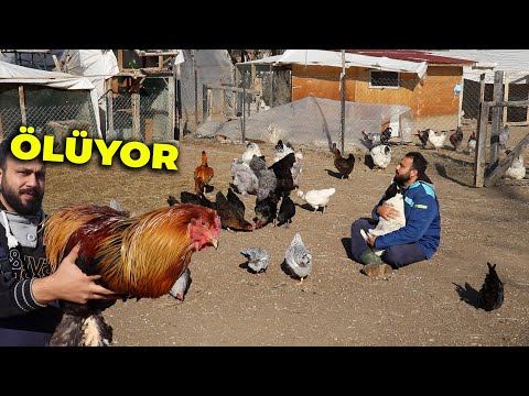 AĞA ÖLÜYOR ! Yabancı Tavuk - Brahmalar Sürüye Karıştı - İncir Dalının Arkasına Saklanmış Maymun !