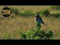 safariLIVE - Sunrise Safari - September 10, 2018