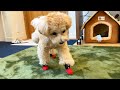 靴が苦手な犬に新しい犬靴を買ったら予想外の展開だった！
