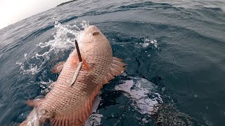 Kekuatan Ikan Mangrove Jack Babon, Indonesian Spearfishing | Eps. 02