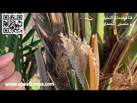 كيفية التفريق بين النخلة المثمرة والنخلة الذكر الفحل من الطلع وردتنا عدة أسئلة بطلب توضيح ذلك