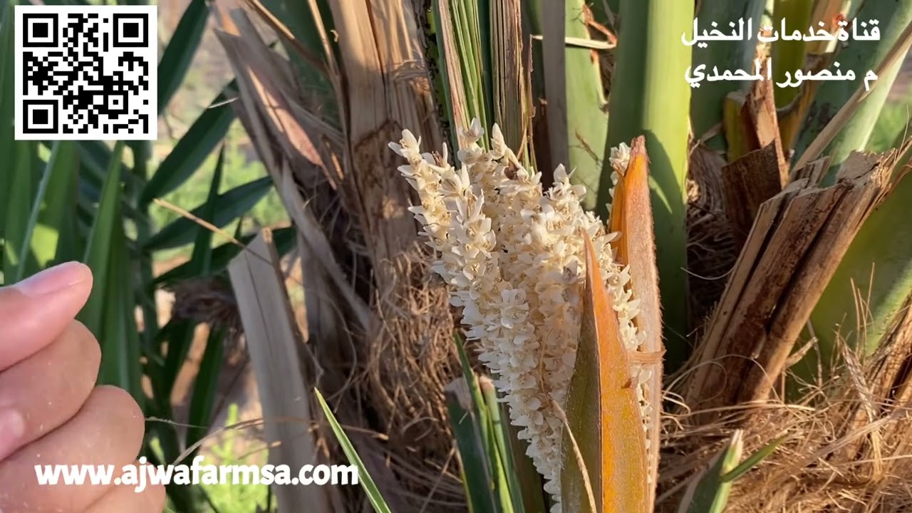 كيفية التفريق بين النخلة المثمرة والنخلة الذكر ( الفحل ) من الطلع وردتنا عدة أسئلة بطلب توضيح ذلك