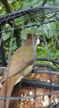 Mikat Burung|| GACOAN PIKAT CAK JENGGOT SEDANG BERAKSI