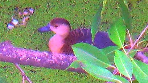 Lesser Whistling-duck - A Bird Video