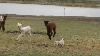 Baby alpacas playing with the puppy