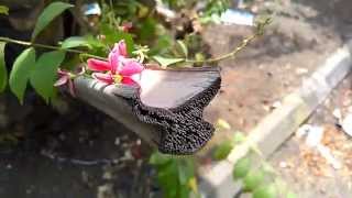 Micromax A121 elanza 2 camera sample 720p video