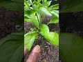 How we looking #flowers #pepper #indoorplants
